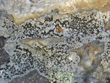 Lecidea lapicida image