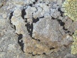 Lecidea promiscens image