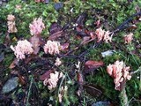 Ramaria araiospora image