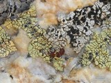 Caloplaca epithallina image