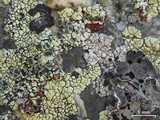 Caloplaca epithallina image