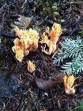 Ramaria araiospora image