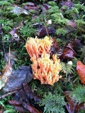 Ramaria araiospora image