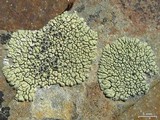 Lecanora novomexicana image
