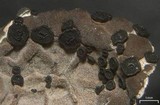 Umbilicaria virginis image