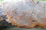 Fomitiporia punctata image