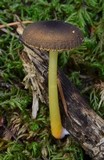 Pluteus romellii image