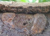 Fomitiporia punctata image