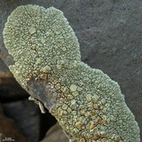 Lecanora novomexicana image