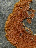 Caloplaca trachyphylla image