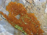 Caloplaca trachyphylla image