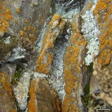 Rhymbocarpus neglectus image