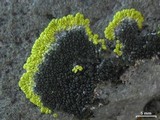 Image of Carbonea assimilis
