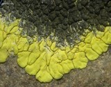Carbonea assimilis image