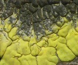 Carbonea assimilis image