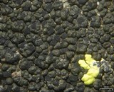 Carbonea assimilis image