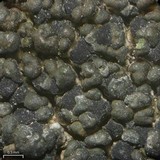 Carbonea assimilis image