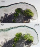 Carbonea assimilis image