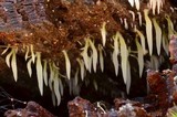 Mucronella fusiformis image