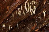 Mucronella fusiformis image