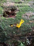 Calocera viscosa image