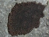 Acarospora rosulata image