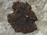 Acarospora rosulata image