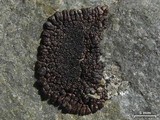 Acarospora rosulata image