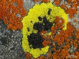 Carbonea assimilis image