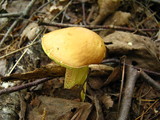 Leccinum subglabripes image