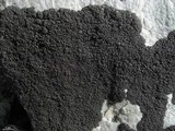 Pseudephebe minuscula image
