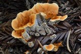 Hydnellum aurantiacum image