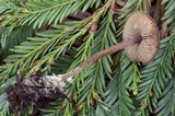Pseudobaeospora stevensii image