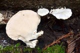 Tyromyces chioneus image