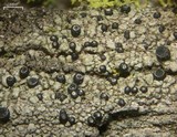 Cyphelium inquinans image