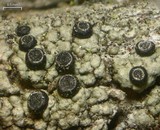 Cyphelium inquinans image