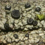 Cyphelium inquinans image
