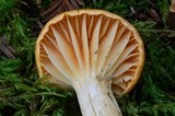 Cuphophyllus pratensis image