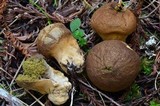 Lycoperdon umbrinum image