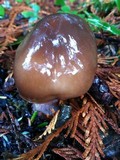 Cortinarius vanduzerensis image