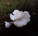 Tyromyces chioneus image