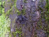 Collema furfuraceum image