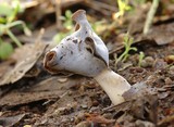 Helvella elastica image