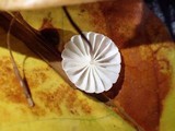 Marasmius rotuloides image