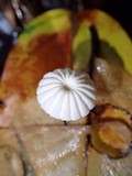 Marasmius rotuloides image