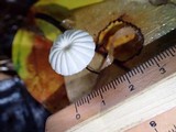 Marasmius rotuloides image