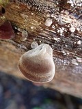 Auricularia nigricans image