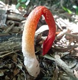 Phallus rubicundus image
