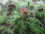 Mycena aurantiomarginata image