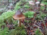 Mycena aurantiomarginata image